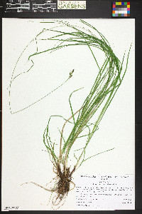 Carex stevenii image