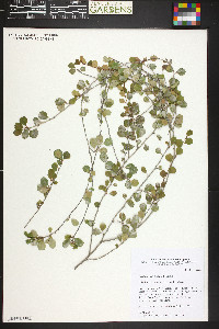 Erythroxylum rotundifolium image