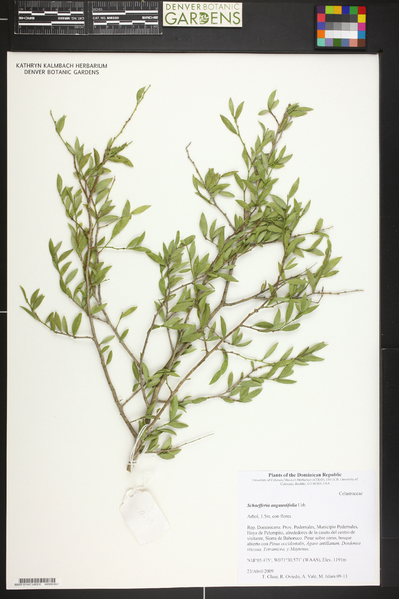 Schaefferia angustifolia image