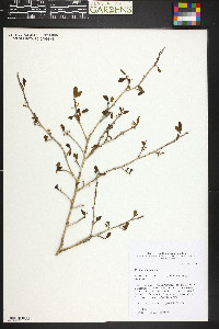 Erythroxylum brevipes image