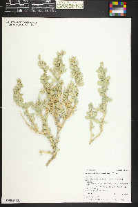 Atriplex confertifolia image