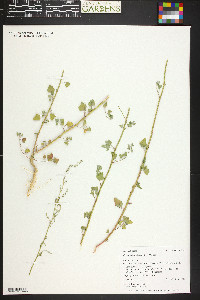 Chenopodium fremontii image