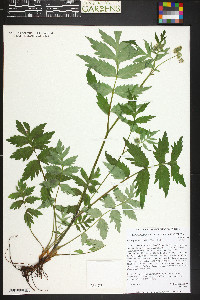 Hydrophyllum fendleri image