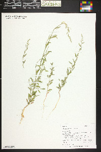 Chenopodium atrovirens image