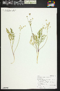 Lomatium bicolor image