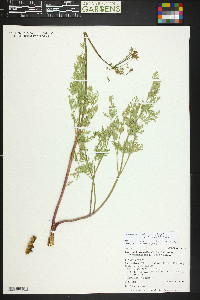 Lomatium multifidum image