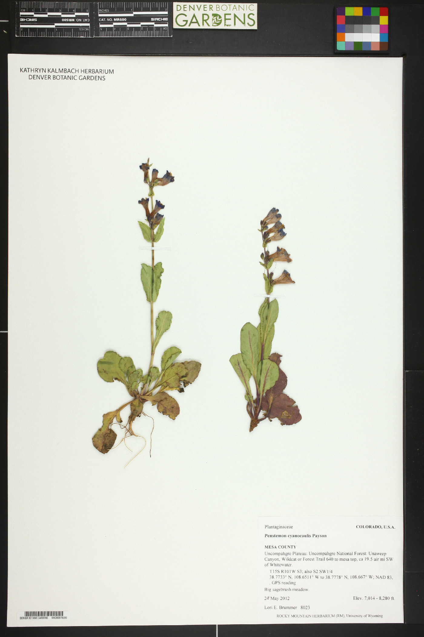 Penstemon cyanocaulis image