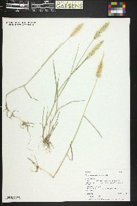 Polypogon monspeliensis image