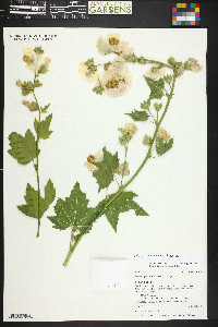 Iliamna grandiflora image