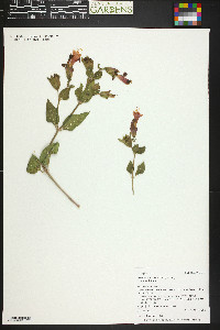 Mirabilis multiflora var. multiflora image