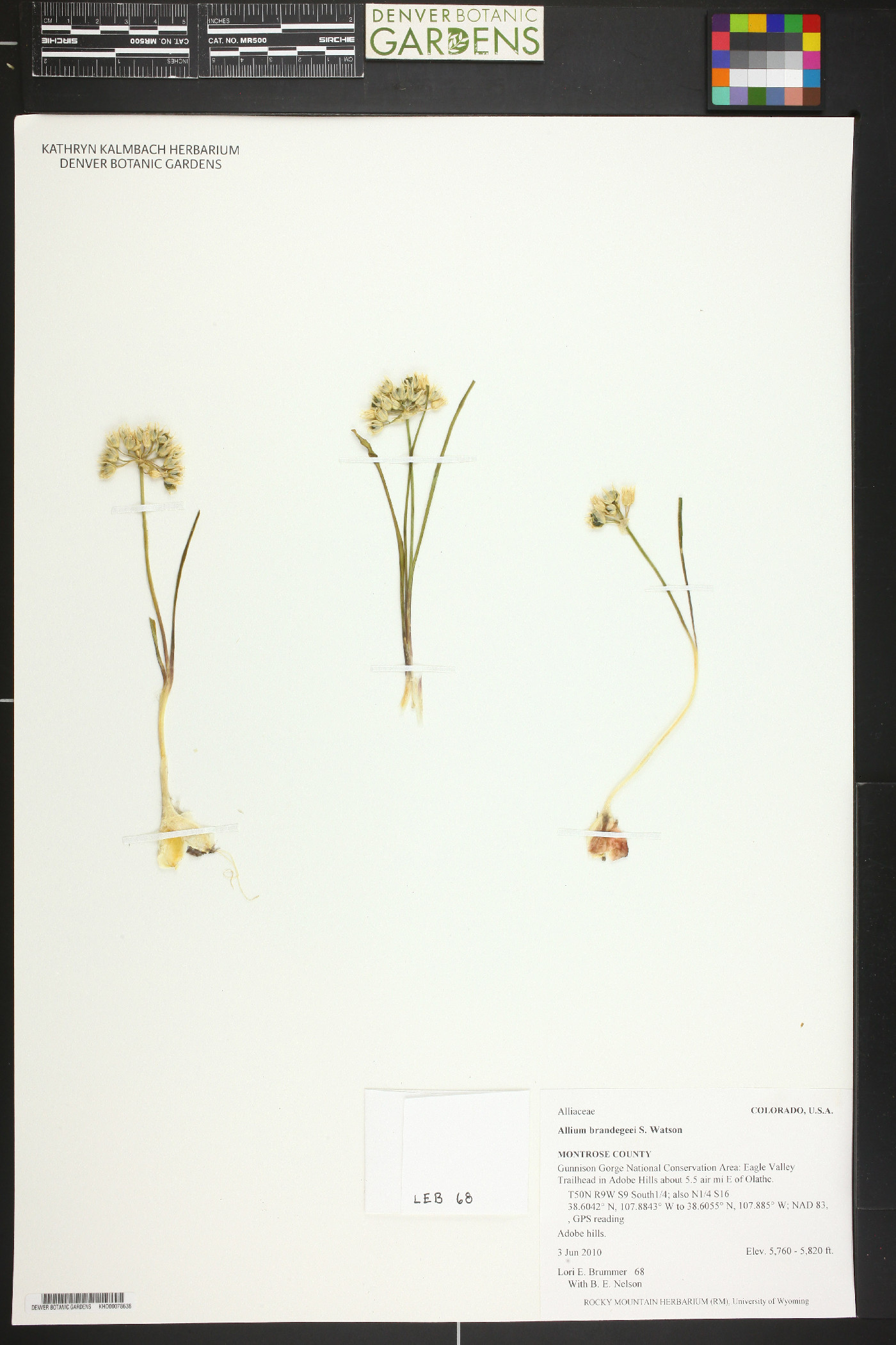 Allium brandegeei image