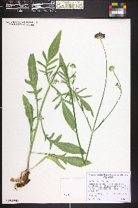 Knautia macedonica image