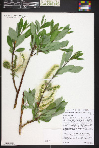 Salix monticola image