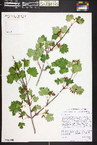 Acer glabrum image