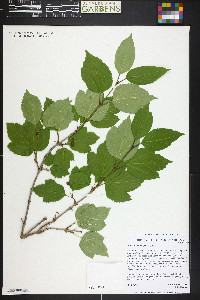 Viburnum edule image