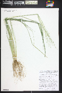 Diplachne fusca subsp. fascicularis image