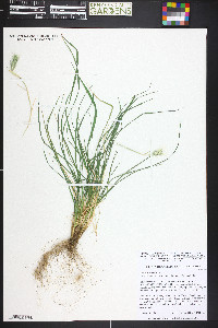 Hordeum murinum image