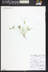 Cyperus squarrosus image