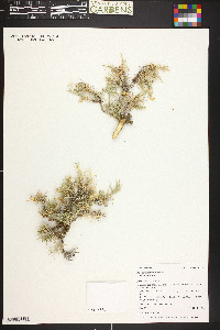 Phlox multiflora subsp. multiflora image