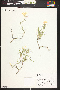 Phlox longifolia image