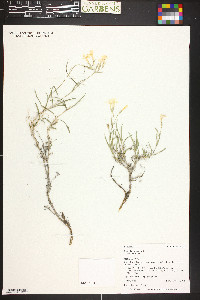 Phlox longifolia image