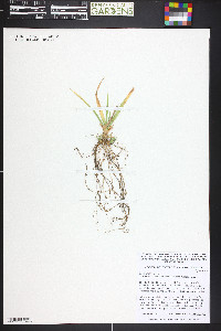 Carex emoryi image