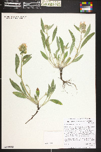 Phacelia hastata image