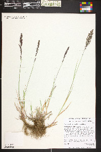 Agrostis humilis image