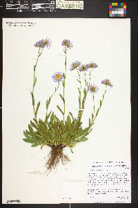 Erigeron formosissimus image