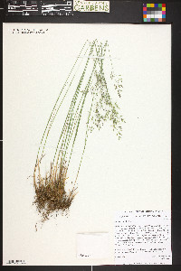 Poa nemoralis image