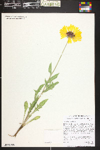 Gaillardia aristata image