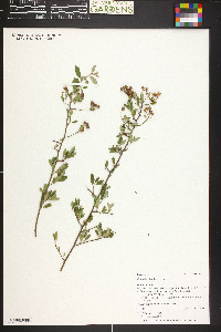Ceanothus fendleri image