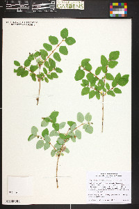 Symphoricarpos rotundifolius image