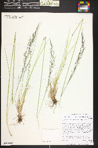 Deschampsia cespitosa subsp. cespitosa image