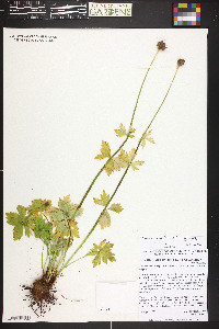 Trollius albiflorus image