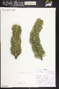 Pinus aristata image
