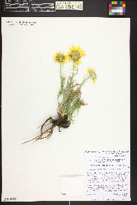 Hymenoxys grandiflora image