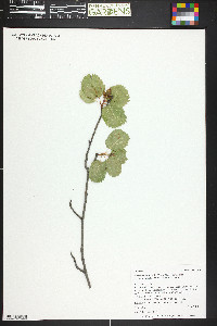 Amelanchier pumila image