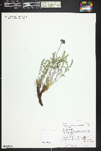 Lomatium eastwoodiae image