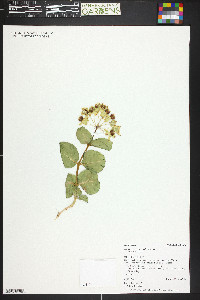 Asclepias cryptoceras var. cryptoceras image