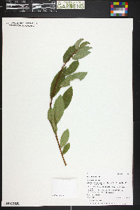 Salix planifolia image