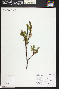 Salix planifolia image