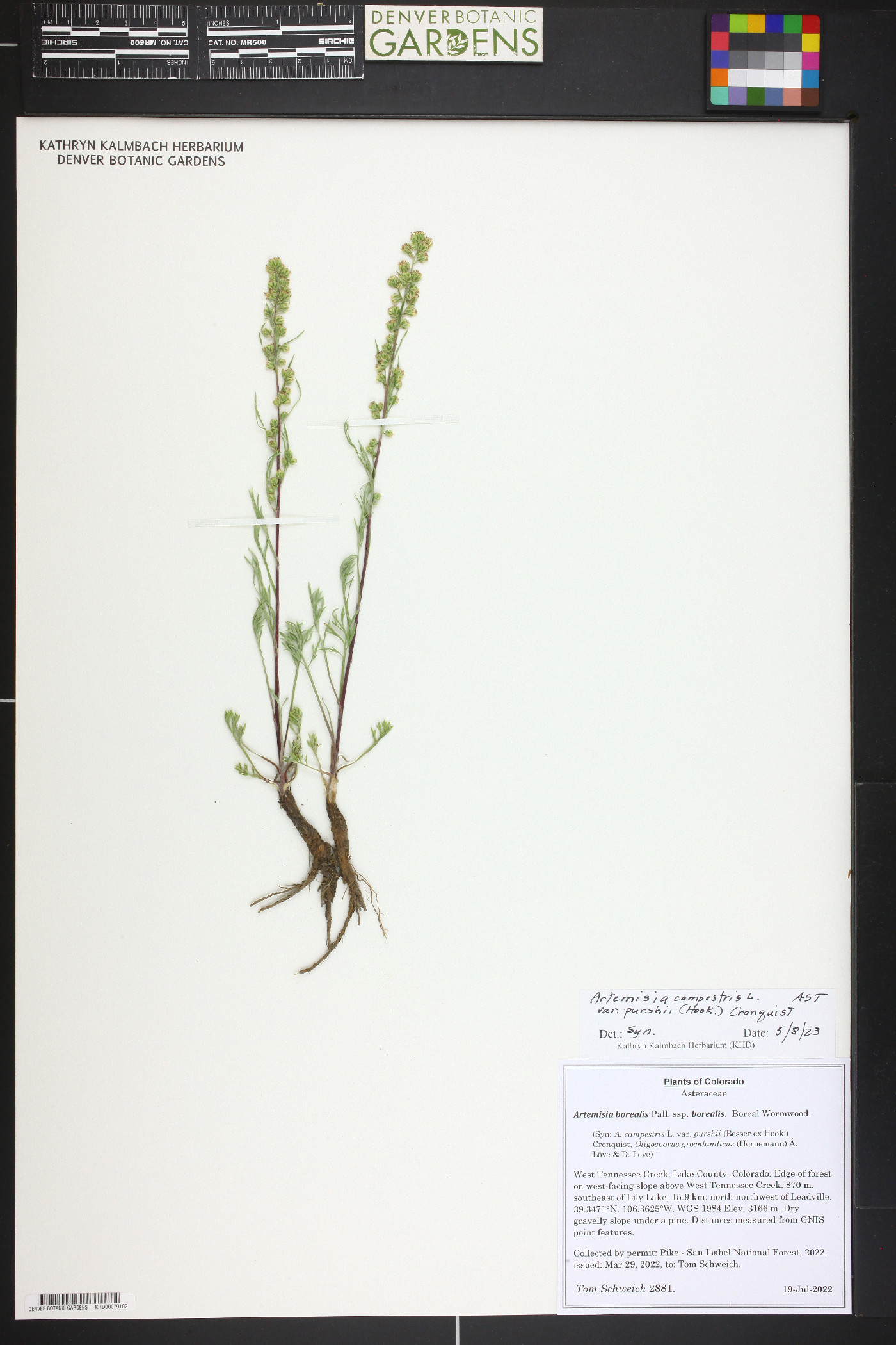 Artemisia campestris var. purshii image