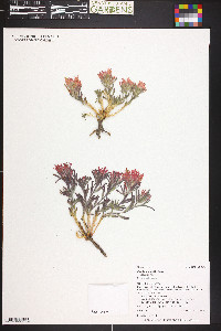 Castilleja scabrida var. scabrida image