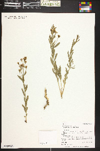 Comandra umbellata subsp. pallida image