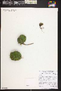 Silene acaulis image