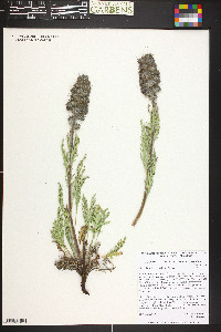 Phacelia sericea image