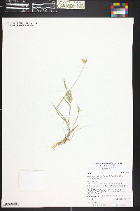 Eremopyrum bonaepartis image