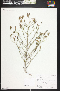 Cordylanthus wrightii image