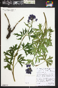 Delphinium barbeyi image